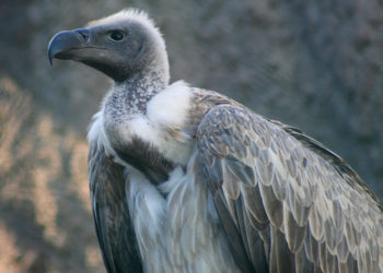 grey vulture